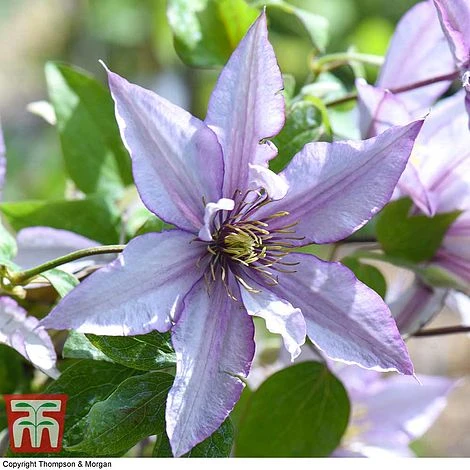 Clematis 'Samaritan Jo'™ Evipo075 - Image 6