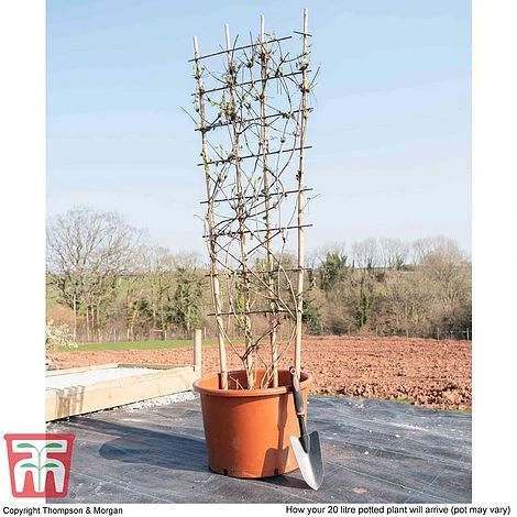 Clematis Montana 'Fragrant Springs' - Image 2