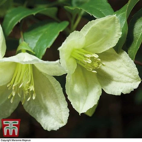 Clematis Cirrhosa 'Jingle Bells' - Image 2