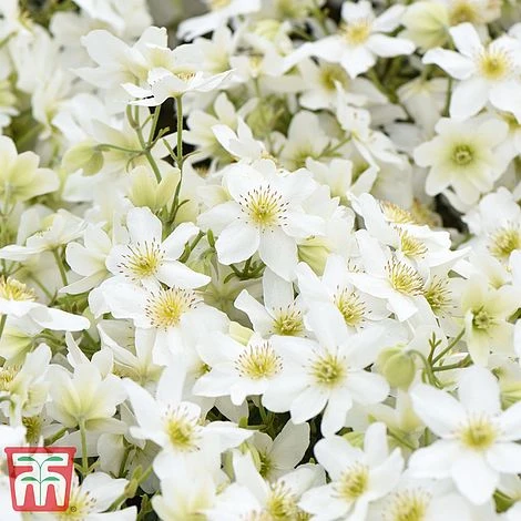 Clematis X Cartmanii 'Avalanche' - Image 2