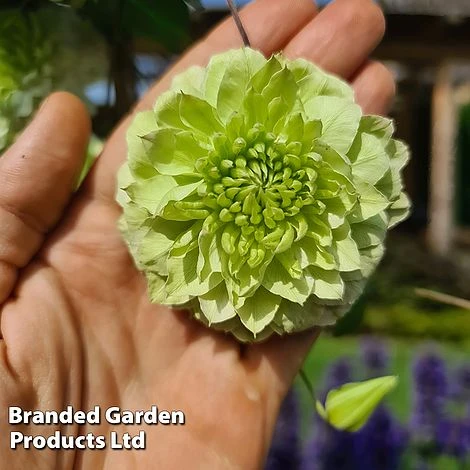 Clematis Florida 'Manju' - Image 3