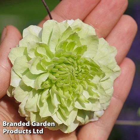 Clematis Florida 'Manju' - Image 4