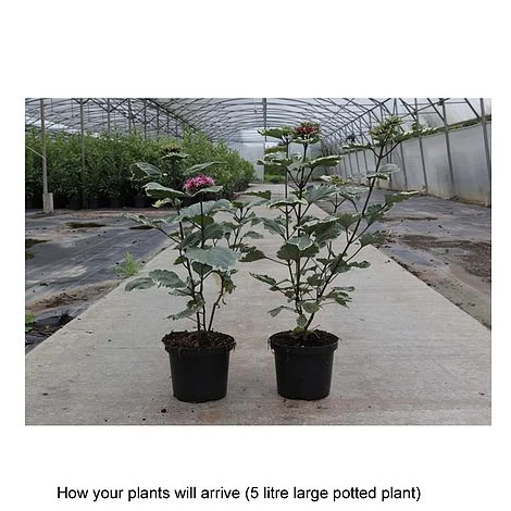 Clerodendrum Bungei 'Pink Diamond' - Image 2