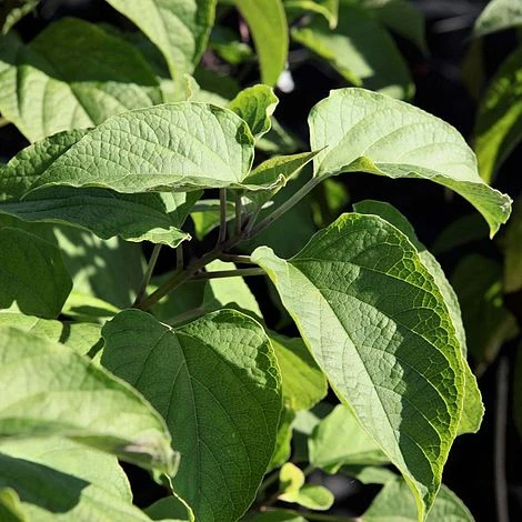 Clerodendrum Trichotomum - Image 5