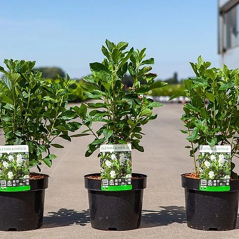 Clethra Alnifolia - Image 2