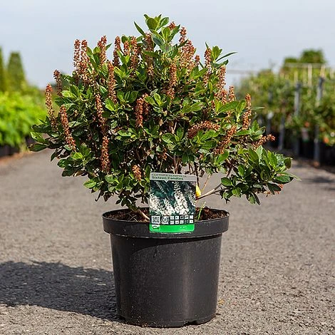 Clethra Alnifolia 'Sixteen Candles' - Image 2