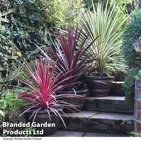 Cordyline Trio - Image 2