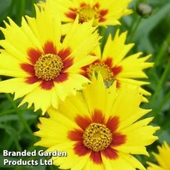 Coreopsis Grandiflora 'Heliot'