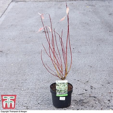 Cornus Alba 'Elegantissima' - Image 2