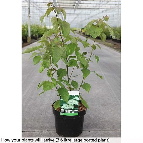 Cornus Alternifolia - Image 2