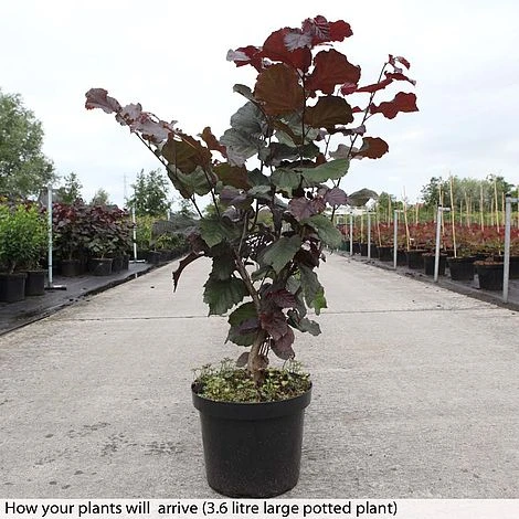 Corylus Maxima 'Purpurea' - Image 2