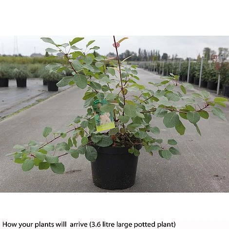 Cotinus Coggygria - Image 5