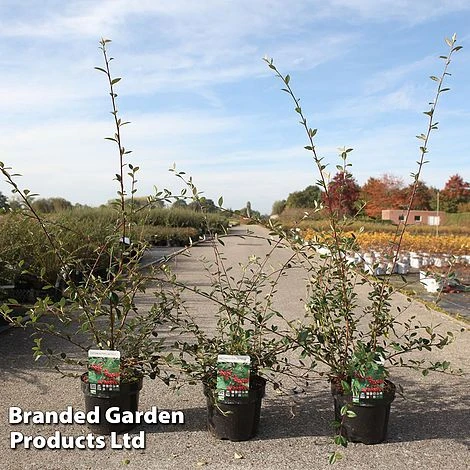 Cotoneaster Lacteus - Image 2