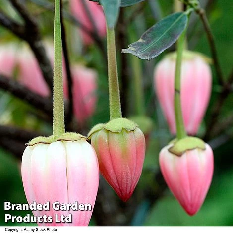 Crinodendron 'Ada Hoffman' - Image 2