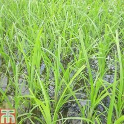 Cyperus Papyrus (Marginal Aquatic)