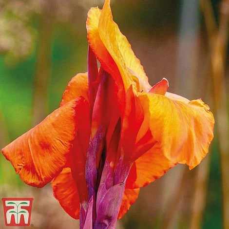 Canna Tropicanna - Image 2