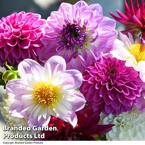 Dahlia 'Berry Sorbet Mix' - Image 3