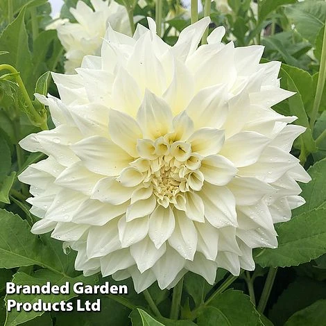 Dahlia 'Café Au Lait Collection' - Image 2