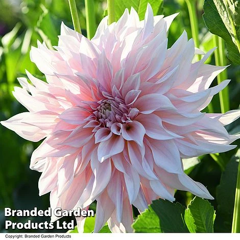 Dahlia 'Café Au Lait Collection' - Image 3