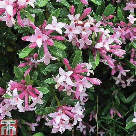 Daphne Fragrance Duo - Image 4