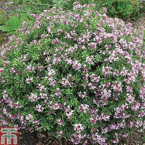 Daphne Fragrance Duo - Image 5