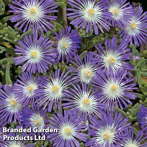 Delosperma 'Stardust' - Image 2