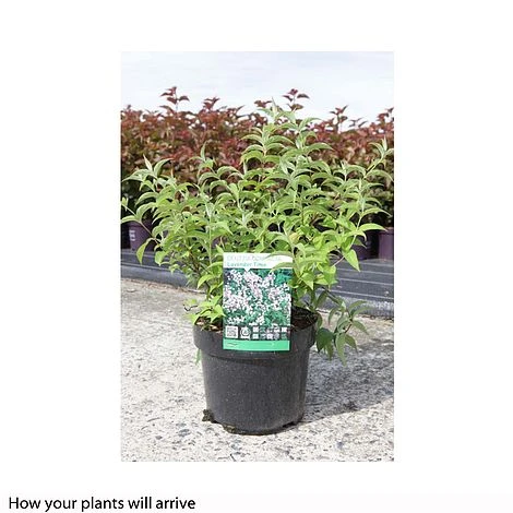 Deutzia Compacta 'Lavender Time' - Image 2