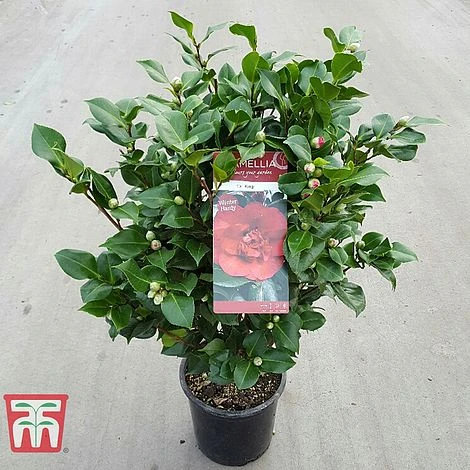 Camellia Japonica 'Doctor King' - Image 4