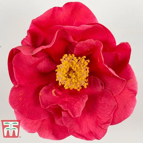 Camellia Japonica 'Doctor King' - Image 3