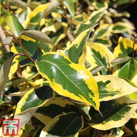 Elaeagnus X Submacrophylla 'Gilt Edge'