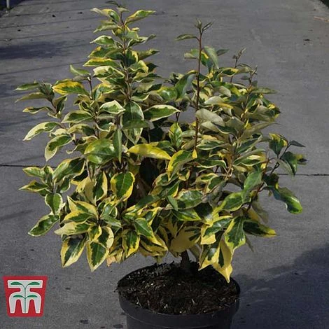 Elaeagnus X Submacrophylla 'Gilt Edge' - Image 2