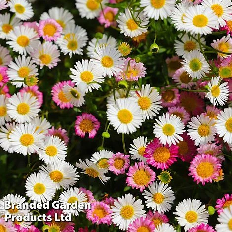 Erigeron Karvinskianus - Image 2