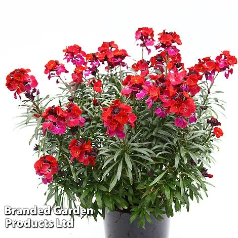Erysimum 'Colour Vibe Red' - Image 7