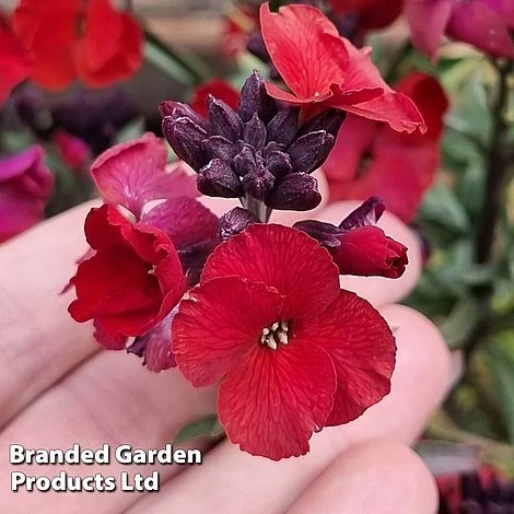 Erysimum 'Colour Vibe Red' - Image 3
