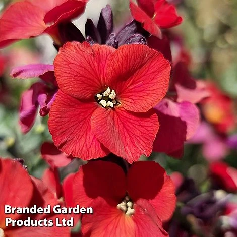 Erysimum 'Colour Vibe Red' - Image 4