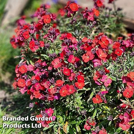 Erysimum 'Colour Vibe Red' - Image 6