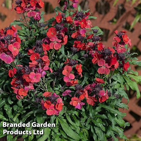 Erysimum 'Colour Vibe Red' - Image 2