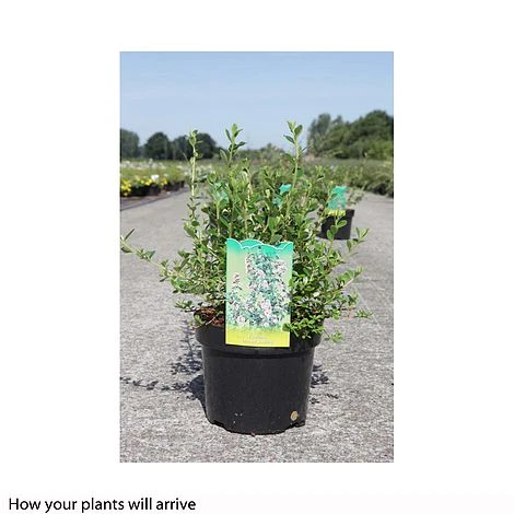 Escallonia 'Donard Seedling' - Image 2