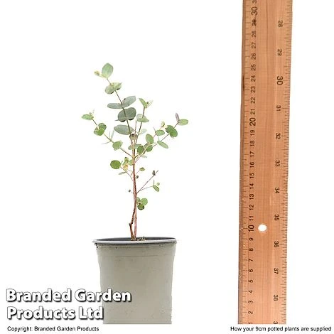 Eucalyptus Gunnii 'Azura' - Image 4