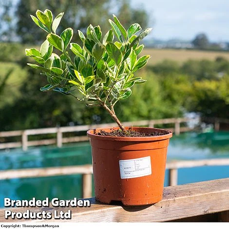 Euonymus Japonicus 'President Gauthier' - Image 2