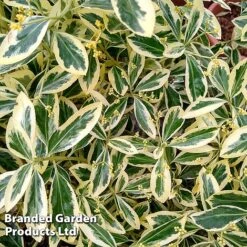 Euonymus 'Japonicus Bravo'