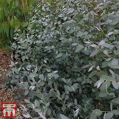 Eucalyptus Gunnii 'Silverana' - Image 2