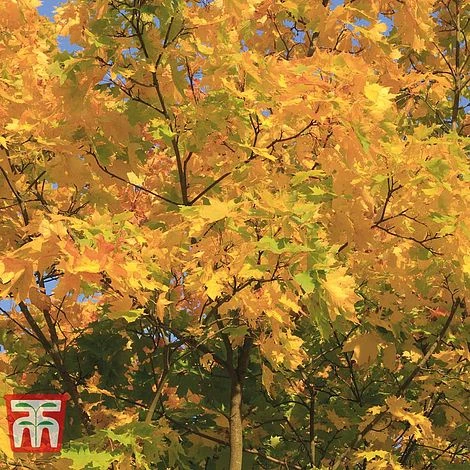 Field Maple (Hedging) - Image 7