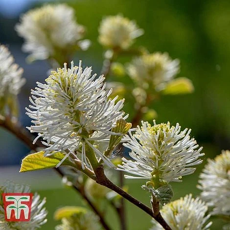 Fothergilla Major - Image 2