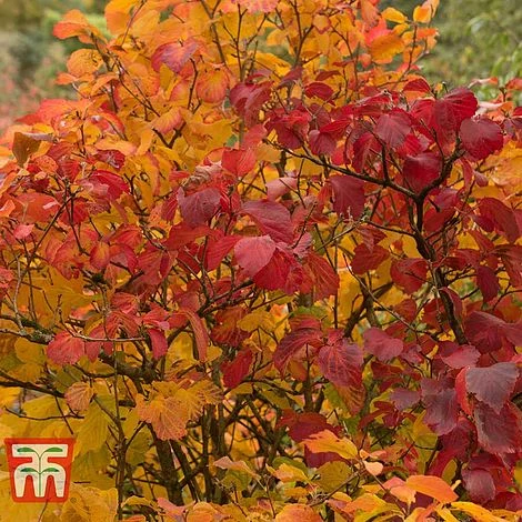 Fothergilla Major