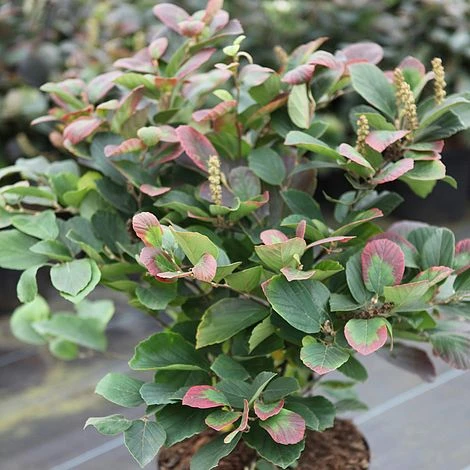 Fothergilla Major - Image 3