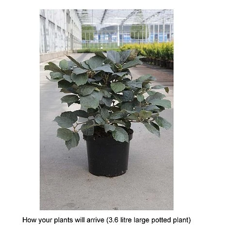 Fothergilla X Intermedia 'Blue Shadow' - Image 2