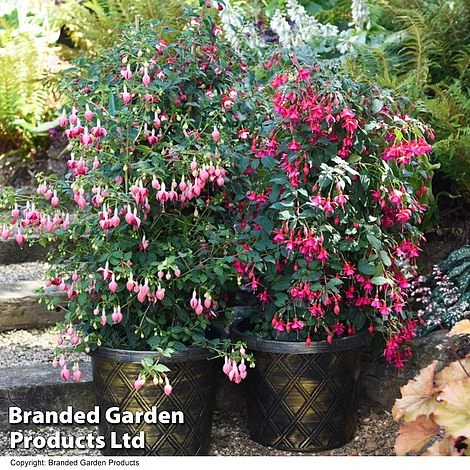 Fuchsia Whip Trio - Image 2