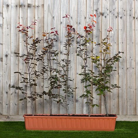 Copper Beech Instant Trough Hedge 1m (pre-grown)