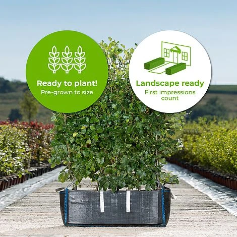 Beech Ready Bag Instant Hedge 1m (pre-grown) - Image 2